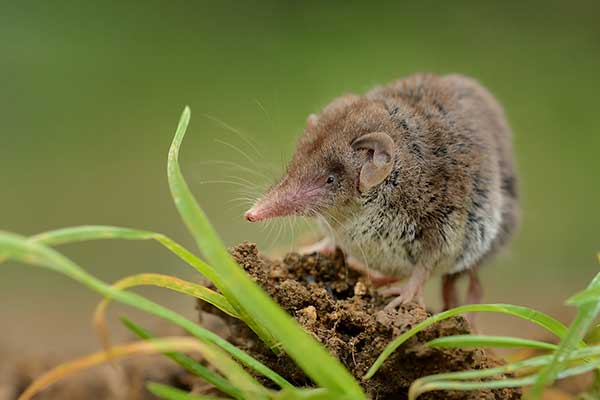 Zębiełek karliczek (Crocidura suaveolens)