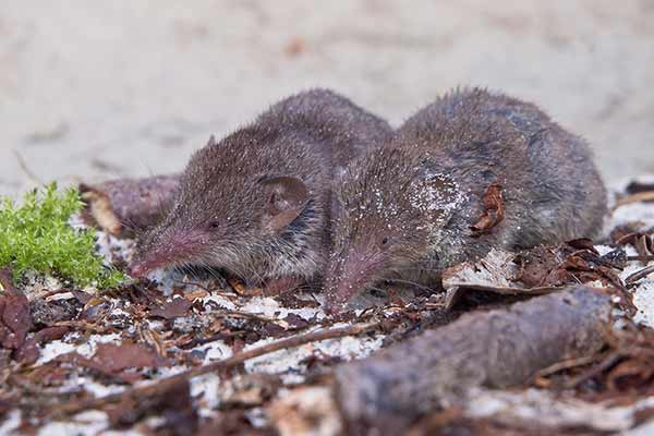 Zębiełek myszaty (Crocidura russula)