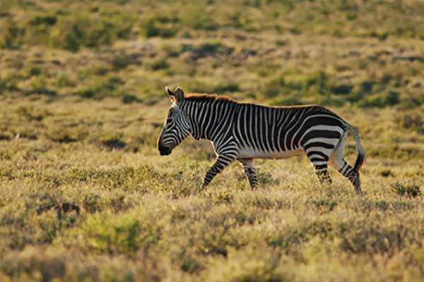 Zebra górska (Equus zebra)