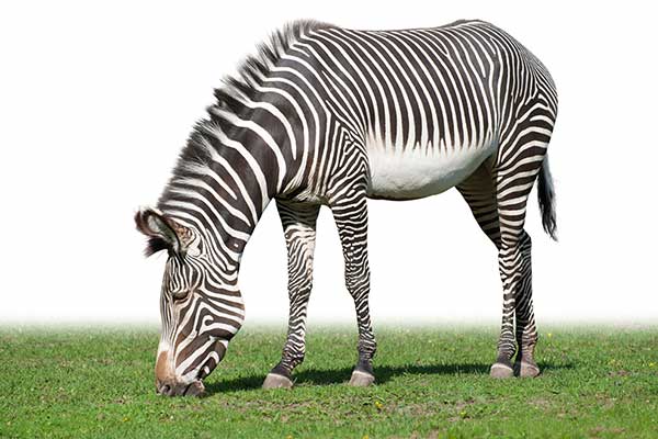 Zebra Grevy'ego (Equus grevyi)