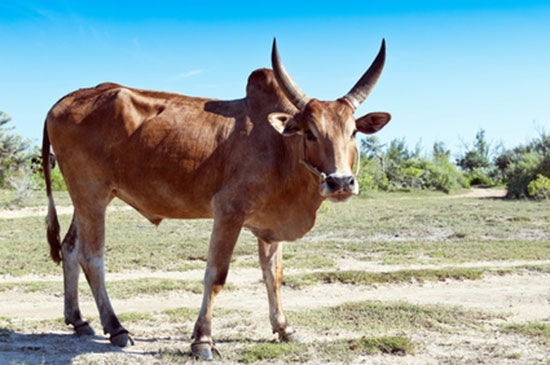 Zebu (Bos indicus)