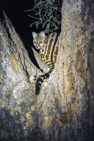 Żeneta angolska (Genetta angolensis)