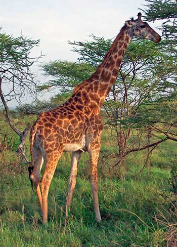 Żyrafa (Giraffa camelopardalis)