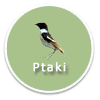 Ptaki - ikona