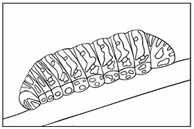Kolorowanka gąsienica pazia królowej