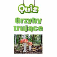 Quiz