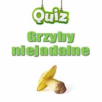 Quiz