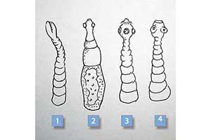 quiz - Tasiemiec — quiz