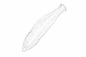 quiz - Wirki — quiz