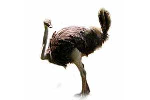 quiz - Strusie — quiz