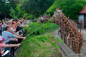 Dreamnight 2017, ZOO Wrocław