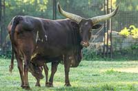 Krowa z największymi rogami na świecie