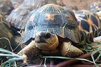 Pomóż ratować żółwie z Madagaskaru